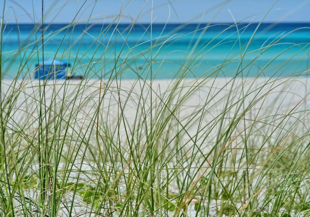 a view of a beach from the grass