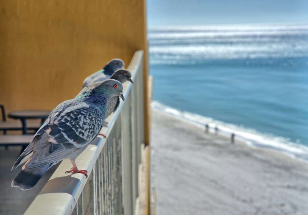 a couple of birds sitting on top of a balcony