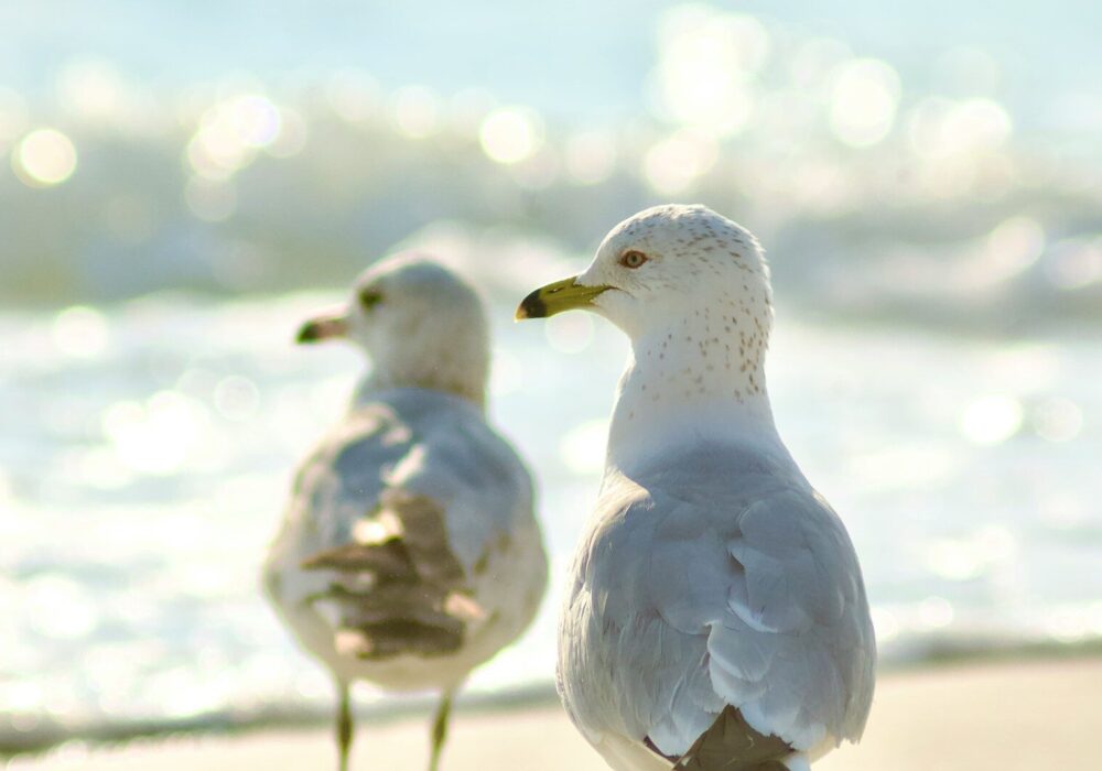 Two seagulls stand on a sunny beach.